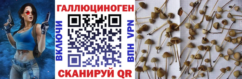 Псилоцибиновые грибы Psilocybe  Барыш 